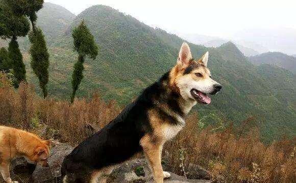猎犬自是山上丧,归根到底终须离!指是猜一最佳生肖请全面释义、解释与落实、详细解答解释落实