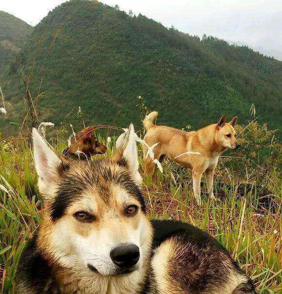 猎犬自是山上丧,归根到底终须离!指是猜一最佳生肖请全面释义、解释与落实、详细解答解释落实